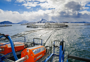 Fish cages in the sea with feed system