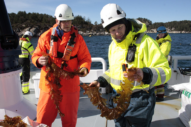 Two employees out at the facility with seaweed