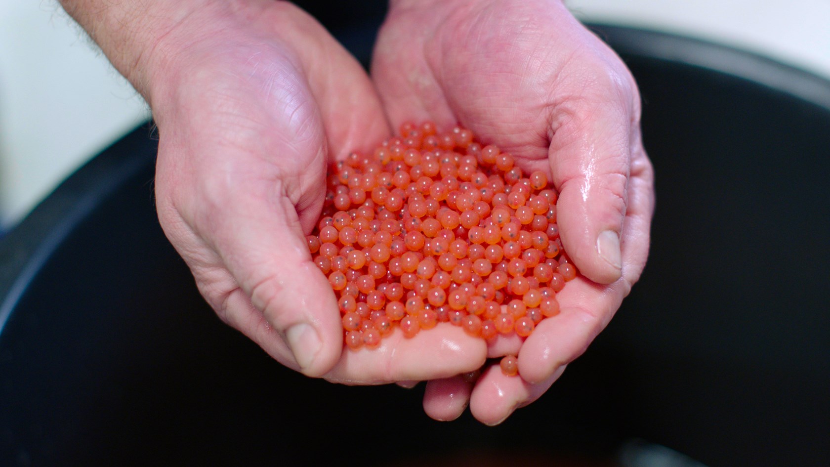 A hand helds up small fish roe