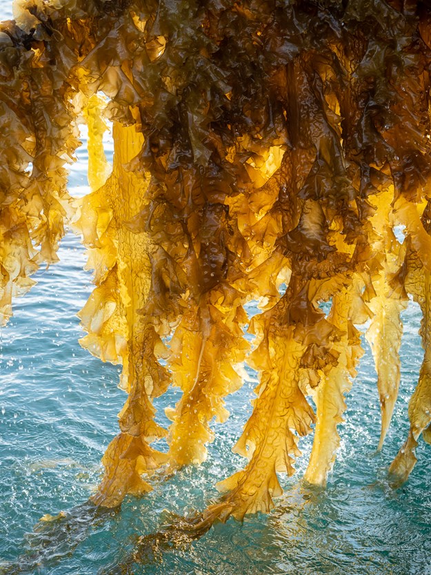 gul-brun tare dras opp av sjøen. 