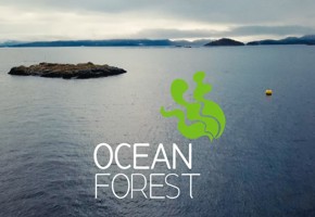 Ocean Forest
