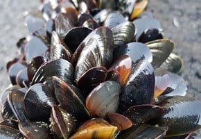 Increasing production of kelp and mussel meal