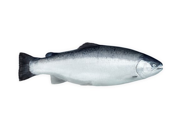 Lerøy salmon